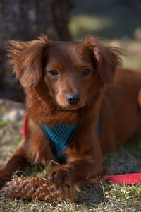 Close-up portrait of a dog