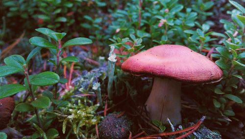 Close-up of mushroom growing on tree trunk