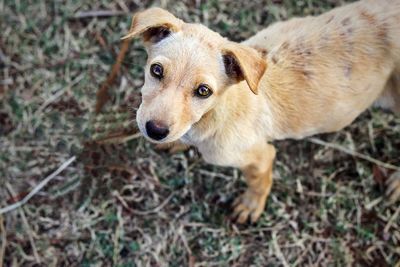 High angle portrait of puppy on field