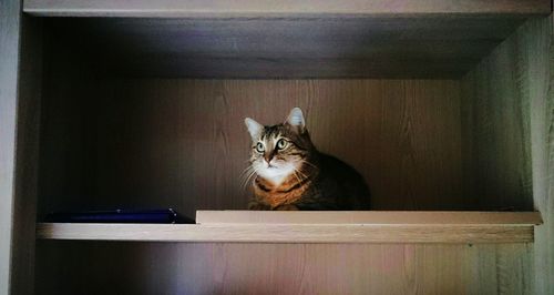 Close-up of cat sitting on floor