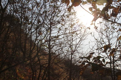 Low angle view of trees against sky