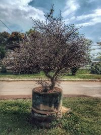 Tree on field against sky