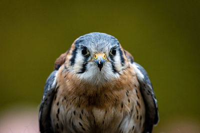 Close-up of bird