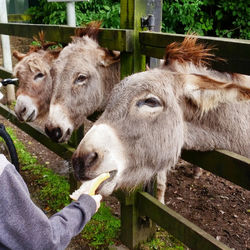 Close-up of donkeys in pen