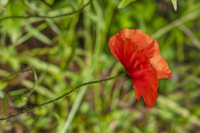 Close-up of red poppy on plant