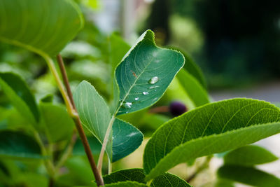 Close-up of dew drops on leaves