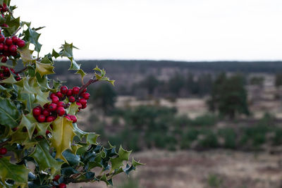 Close-up of red berries on plant