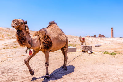 Camels in a desert