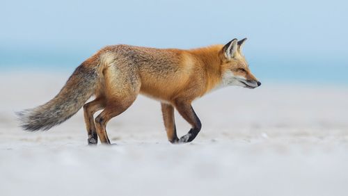 Side view of fox walking at beach