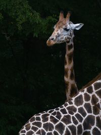 giraffe