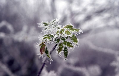 Close-up of frozen plant