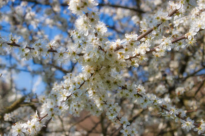 Low angle view of cherry blossom tree