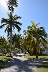 Palm trees against clear sky