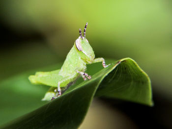 Macro shot of leaf