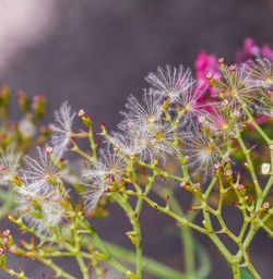 Close-up of purple flowering plant