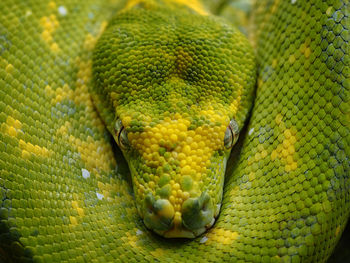 Close-up of green snake