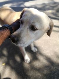 Close-up of dog with hand