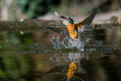 Kingfisher with fish in beak splashing water