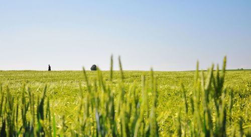 Scenic view of agricultural field against clear sky