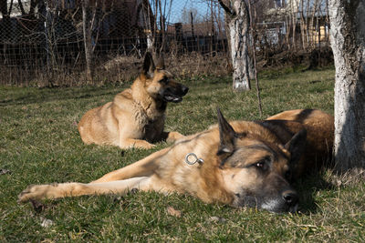 Dog relaxing on field