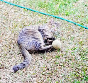 Cat lying on grass