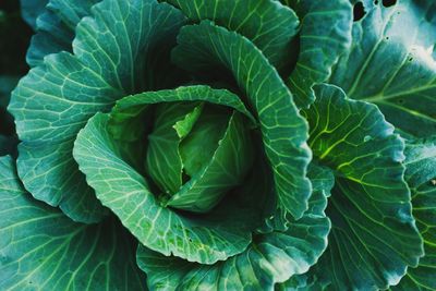 Full frame shot of green leaves