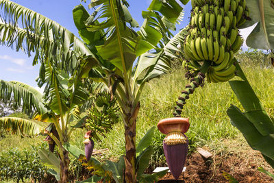 Coconut palm tree by plants growing on field