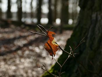 Close-up of dry leaves on plant