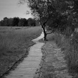 Footpath amidst trees on field