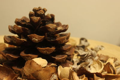 Close-up of pine cone on table