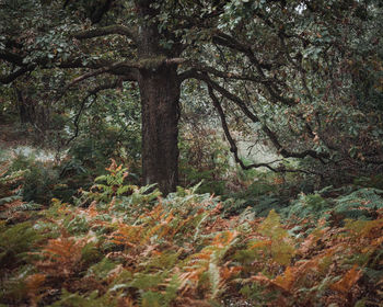 Trees in forest