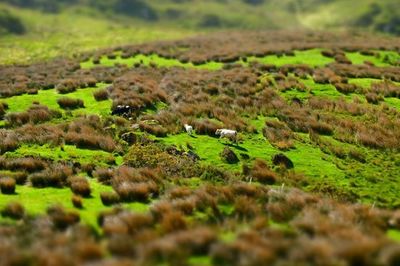 Plants growing on field