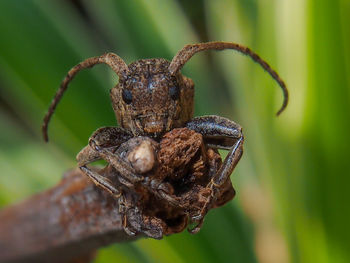 Pterolophia is a genus of longhorn beetles 