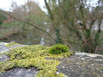 Close-up of moss growing on rock