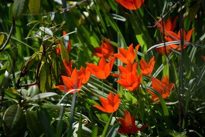 Close-up of orange flowering plants