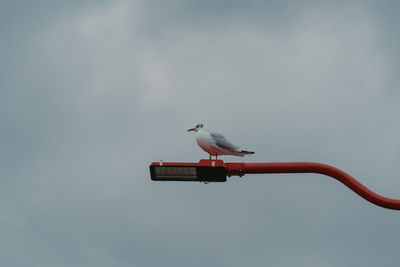 Low angle view of bird against clear sky