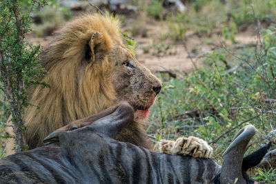 Lion at a kill