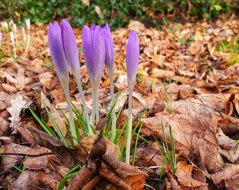 Close-up of dry leaves on field