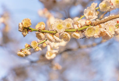 Close-up of cherry blossoms in spring