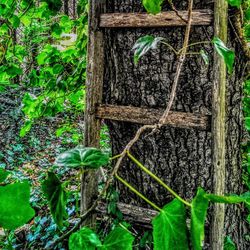 Plants growing on tree trunk