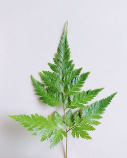 High angle view of plant against white background