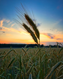 Close-up of wheat field against sky during sunset