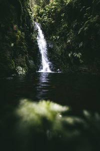 Scenic view of waterfall in forest