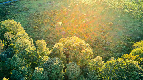 High angle view of yellow plants by sea