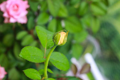 Close-up of plant