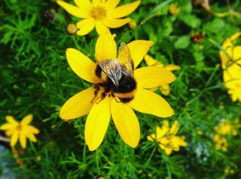 Close-up of bee pollinating on yellow flower