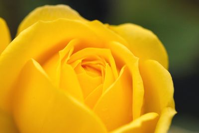 Close-up of yellow rose