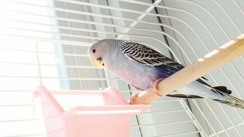 Low angle view of budgerigar in cage