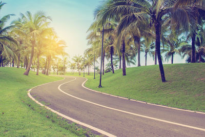 Palm trees in park against sky