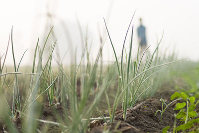 Close-up of plants in field against sky